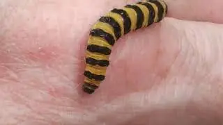 Cinnabar moth larvae (Tyria jacobaeae)