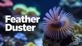 “Feather Duster Worm: The Ocean’s Fastest Escape Artist”