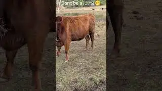 Naughty cow 😂#cows #cow  #tasmania #rurallife #animals @olib774 #funnyanimals