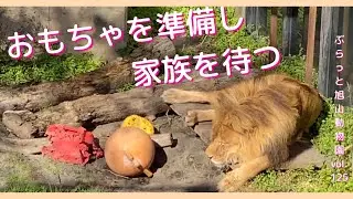 準備万端のオリトパパ！イオと3つ子の赤ちゃんを思う。ライオン美男美女夫婦vol.125@旭山動物園/Ready lion papa!I think of my wife and a three-tub