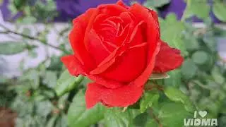 #rose#mandharam#flowers#compost#seeds