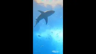 Would you dare to swim with sharks? 🦈