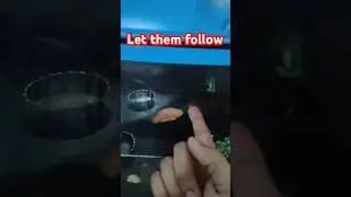 training hand feeding albino tiger Oscar baby , follow finger 🤞#fish #tigeroscar #oscarfeeding #baby