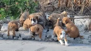 Я спасла 12 щенков от смерти в пустыне 💔🐶 | Без матери, голодные и молящие о помощи