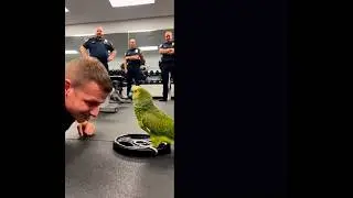 To much breathing not enough pushing parrot becomes police drill sergeant/shock lens
