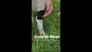 Posh Dog Knee Brace - CCL Injuries