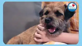 Pets Central｜Dr. Kurt 講解最新 televet 服務 ｜Dr. Kurt explains the vets role in providing televet services
