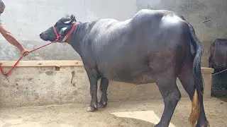 98555-56047,  Murra jhooti sale ਏਰੀਆ ਨਿਹਾਲ ਸਿੰਘ ਵਾਲਾ ਮੋਗਾ