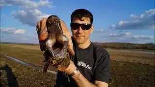 Bowfishing for Gar and Carp without a boat during the day!  (cross creeks Tennessee)