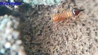 The nasute soldier termites /mobile macro videography