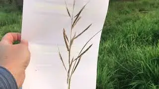 Prairie cordgrass