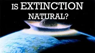 Is Extinction Natural?