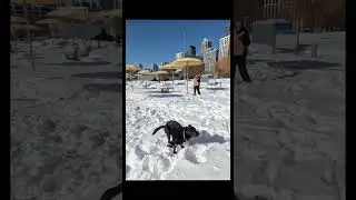 #toronto #dog #beach #cntower #videography #photography #snow #dogshorts #youtubeshorts