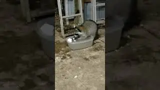 Cookie the raccoon