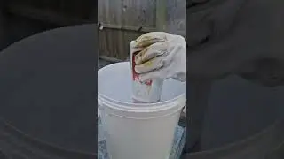 Sugar shake test for Varroa mites, unedited apologies RE the sound.