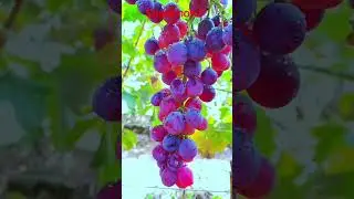 Garden Harvest ASMR 🍇🌧️ #Shorts #hindi #viral #vlog #farmer #vlogvideo