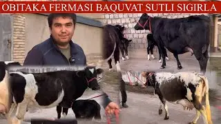 OBID.AKA😱F🔥MASHA ALLOX🥛🌨️GOʻZAL SIGIRLAR KELDI YUMSHOQ NARXLARDA SONI KAM💥🏃