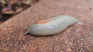 Red triangle slug (Triboniophorus Graeffei)