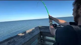 Shark fishing Myrtle beach (Surprise catch)