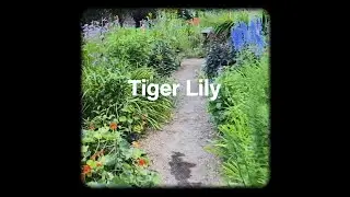 Modern Biology - Tiger Lily