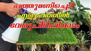പത്തുമണിച്ചെടി എളുപ്പത്തിൽ വേരുപിടിപ്പിക്കാൻ |pathumani plant in malayalam | portulaca Care video