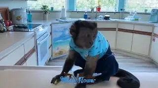 Living with Monkeys, Monkey See Monkey Do. Toby, Angelika & Russel (Subscribe🔔here for more🐒videos