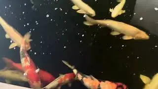 Koi Fish Pond at The Reef Island Resort Mactan | Relaxing Resort Scene