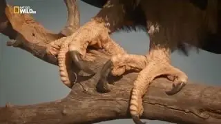 [ Nat Geo WIld] The Kangaroo King-National Geographic Documentary(HD)
