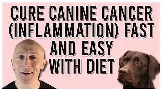 Cure Canine Cancer Fast and Easy With Diet (Tumors/Inflammation in Dogs Naturally Reversed)