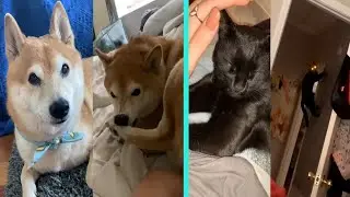 I was in the third grade people treated me like a criminal pets tiktok compilation