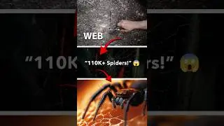 Biggest Spider Web 🕸️