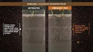 Vibrance Duo Wheat Timelapse Rhizotron Root Health 2017 UK