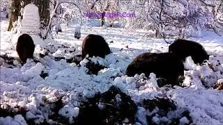 WILD BOAR UK Jonny travels December #WildBoarUK #boar #ForestBoar