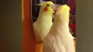Parrot Sings to Dancing in September