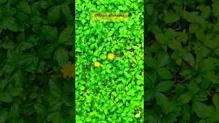 Wild flowers || Blooming wildflowers #youtubeshorts #nature #wildlife