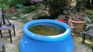 Cleaning a Koi Pond | Timelapse (Under 2 Minutes)