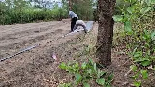 SECRET TECHNIQUE USED BY FARMERS TO INSTALL PLASTIC MULCH ON SANDY FARMLAND!  -Agriculture Farming