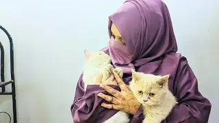 These CATS are too FUNNY! 🤣 | New Cat Videos 2026