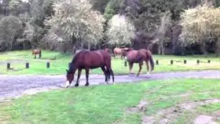 Minginui horses3