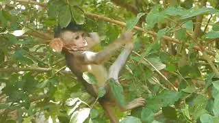 Baby Janna Play On Tree. If Fall Done What happen? Lily Monkeys KH