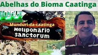 Explicação simplificada durante uma multiplicação de munduri da Caatinga (Melipona asilvai)