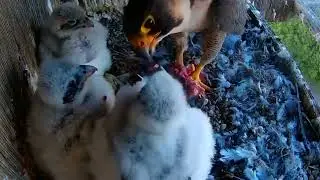 EP#119 #falcon Review beautiful birds life in their nest with nature #birds #nature #lovebirds #bird