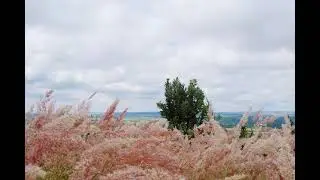 Light sound of wind to calm music | Лёгкий шум ветра под спокойную музыку. Крепкий и нежный сон.