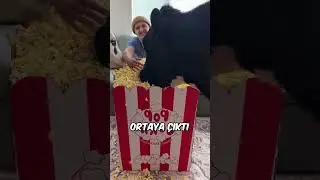 Film İzlemek İstedi Ama İnekler Evi Savaş Alanına &Ccedil;evirdi.. 🐂 🍿