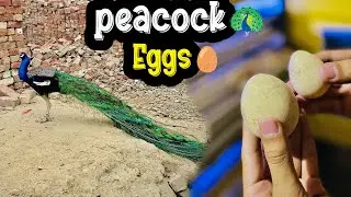 Peacock eggs in incubator😍.