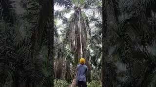 Cara Setting egrek yang enak untuk panen sawit tinggi #egrek #panensawitpokoktinggi