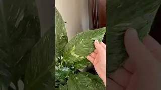 Domino Peace Lily | Variegated Plants | Tropical Planty Rare Easy Common Houseplants | Urban Jungle
