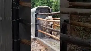 Cow farming in America