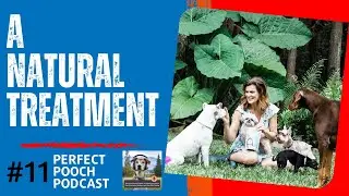 Benefits of using hemp oil for your dog-Episode # 11