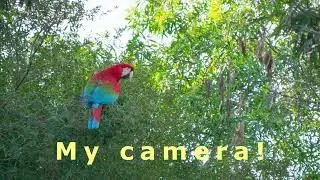 A Challenge Photographing Red-and-green macaws